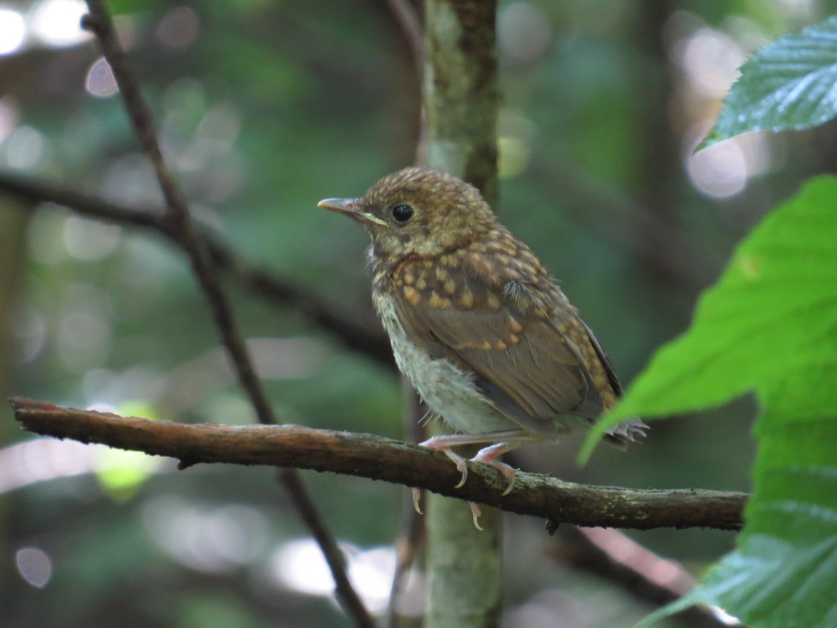 Veery - Matt Gingerich