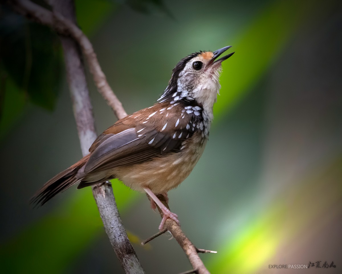 Striped Wren-Babbler - Wai Loon Wong