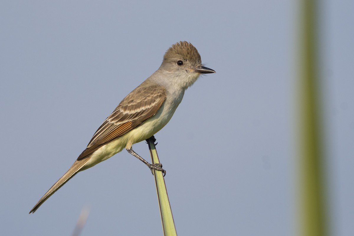 Ash-throated Flycatcher - Bryan Calk