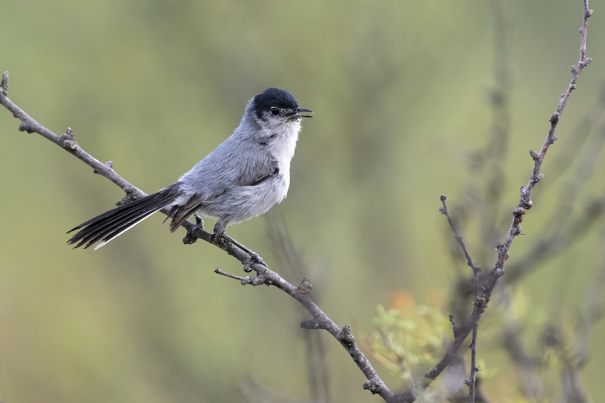 Black-tailed Gnatcatcher - Bryan Calk