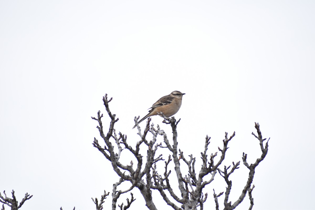 Patagonian Mockingbird - Marianela Astudillo