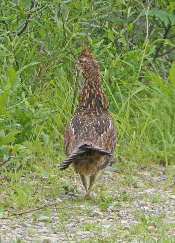 Ruffed Grouse - ML249228611