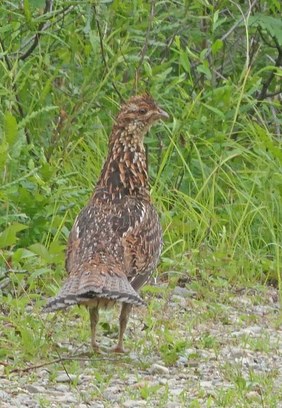 Ruffed Grouse - ML249228621