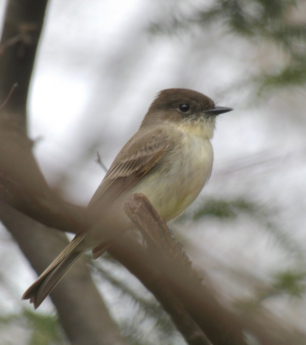 Eastern Phoebe - Gautam Apte