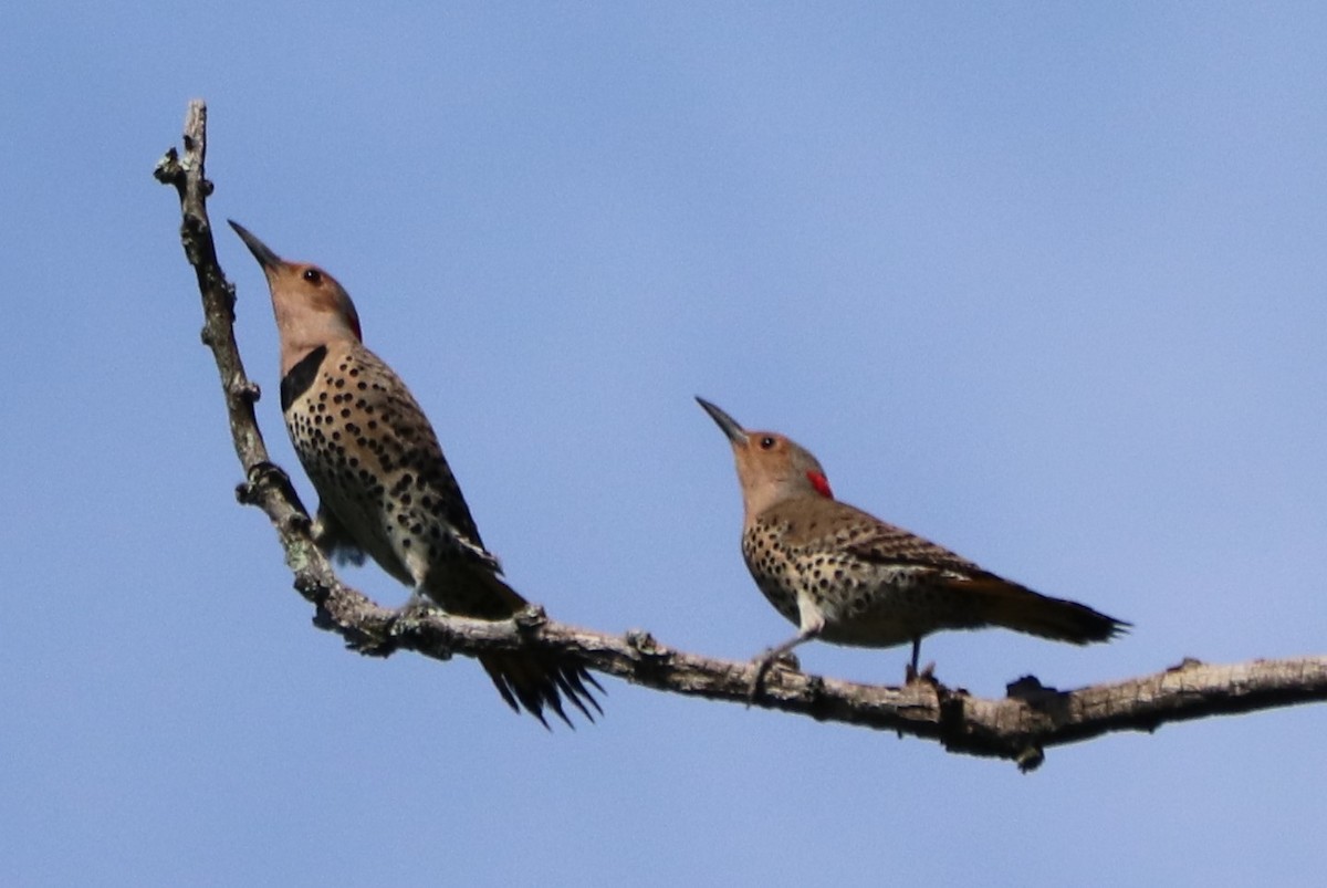 Carpintero Escapulario - ML249230121