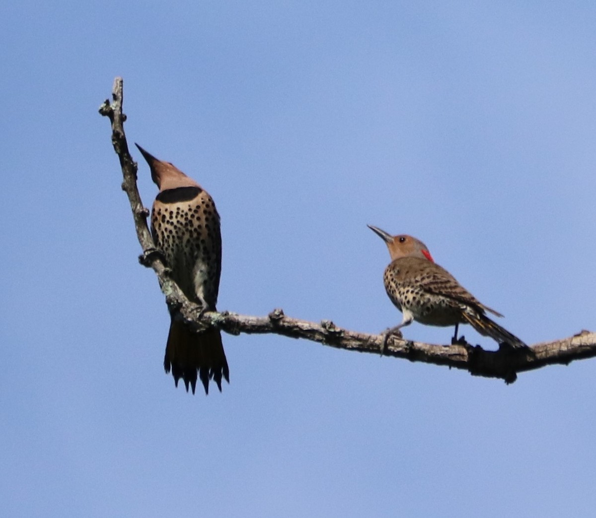 Carpintero Escapulario - ML249230131
