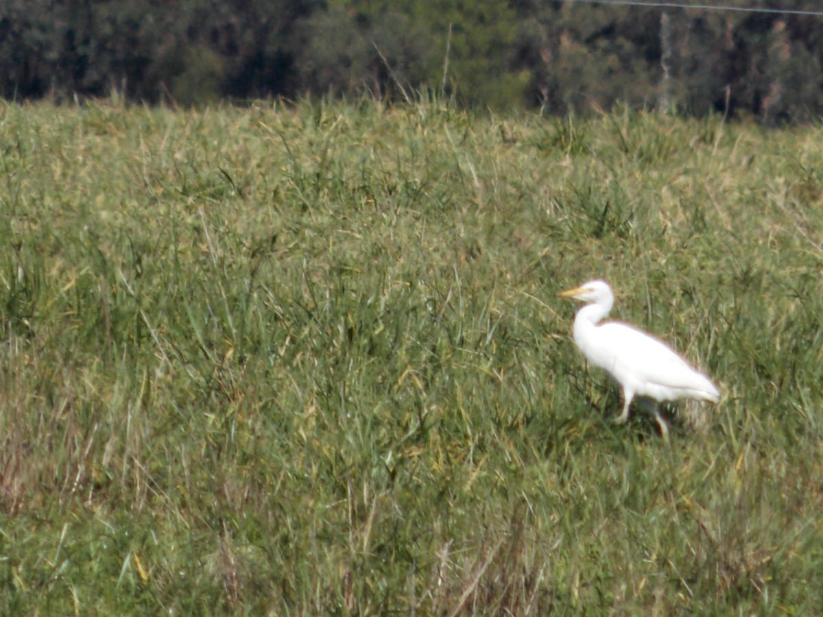 Western Cattle Egret - ML249231431