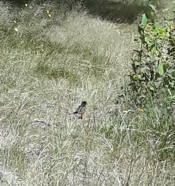 Spotted Towhee - ML249231631