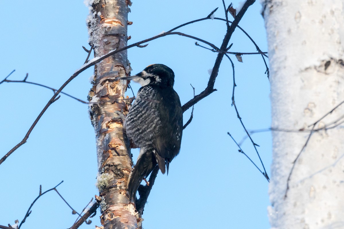 Black-backed Woodpecker - ML249234401