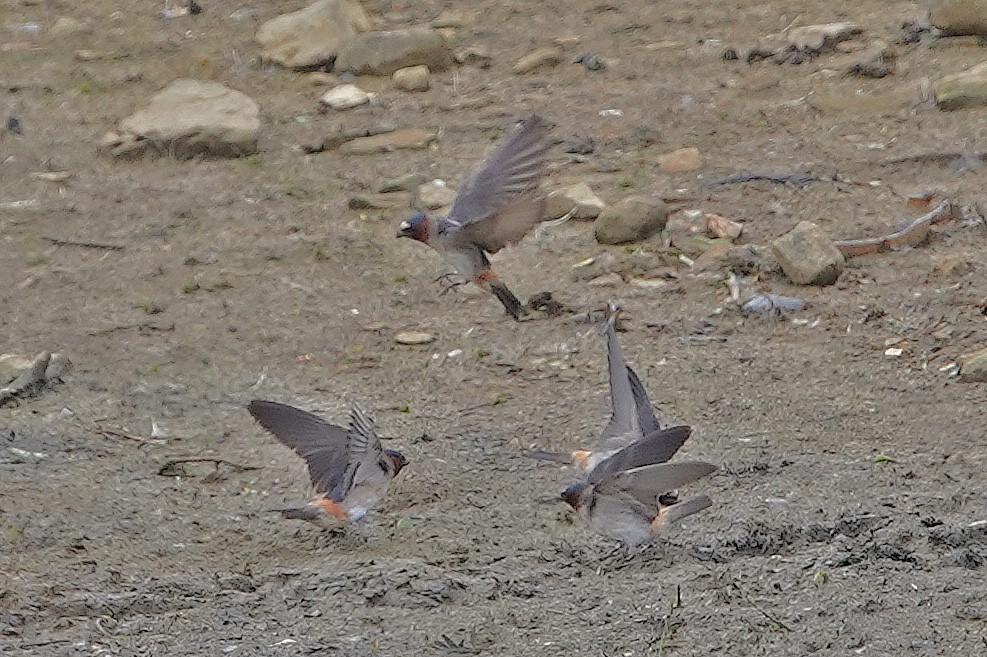 Cliff Swallow - ML249235111