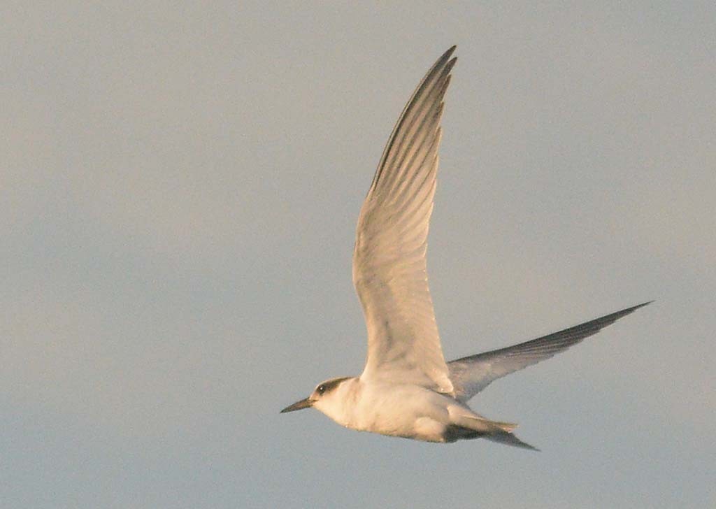 Least Tern - ML249236631