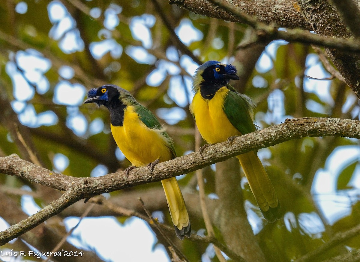 Green Jay - ML249238281