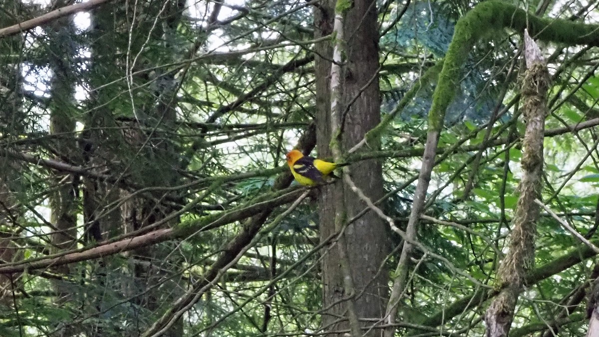 Western Tanager - ML249240621