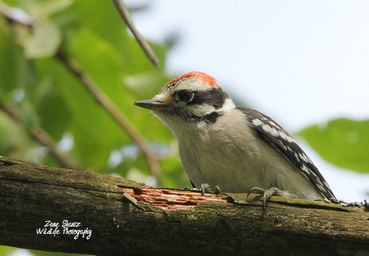 Downy Woodpecker - ML249244131