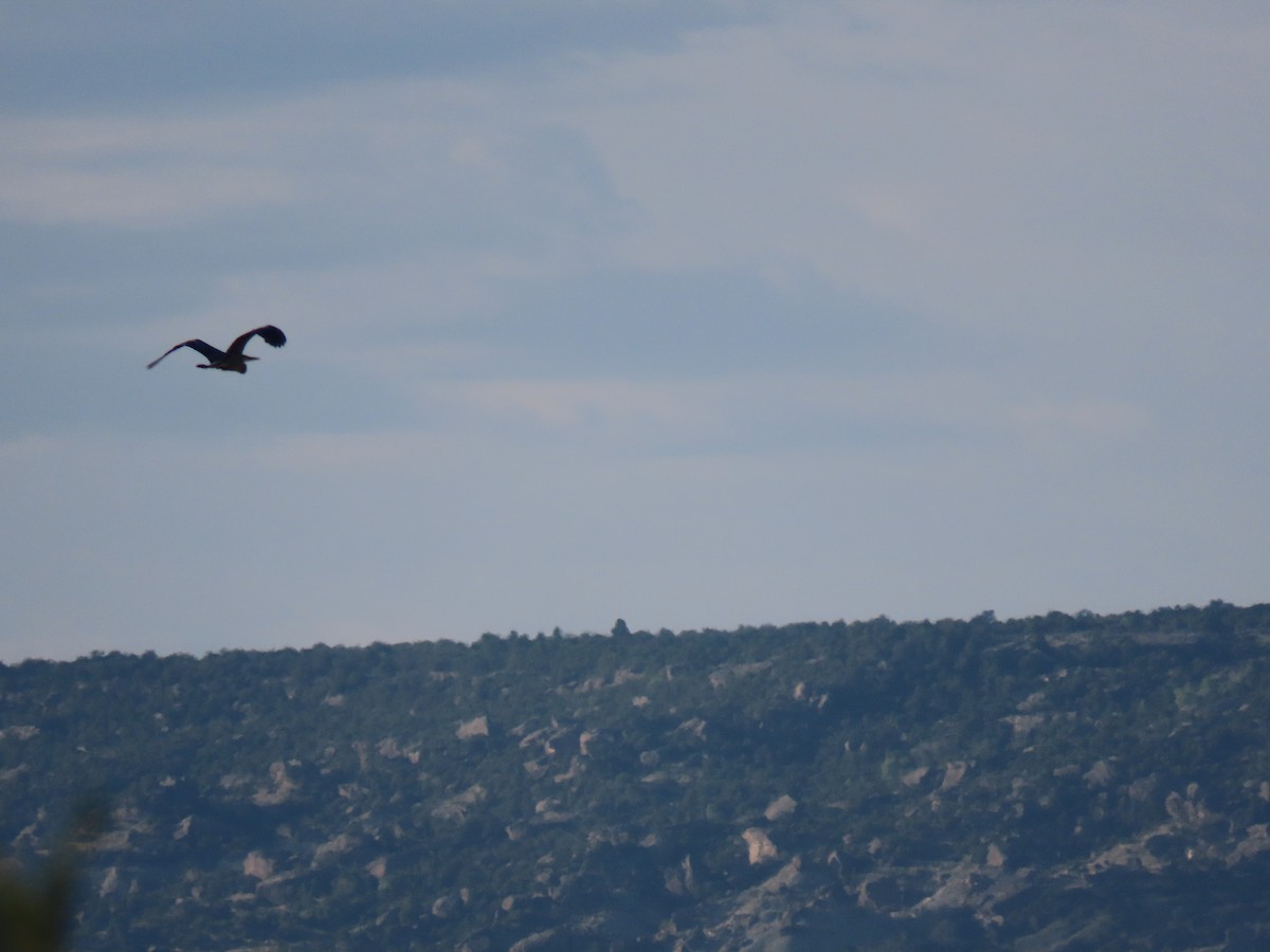 Great Blue Heron - ML249246941