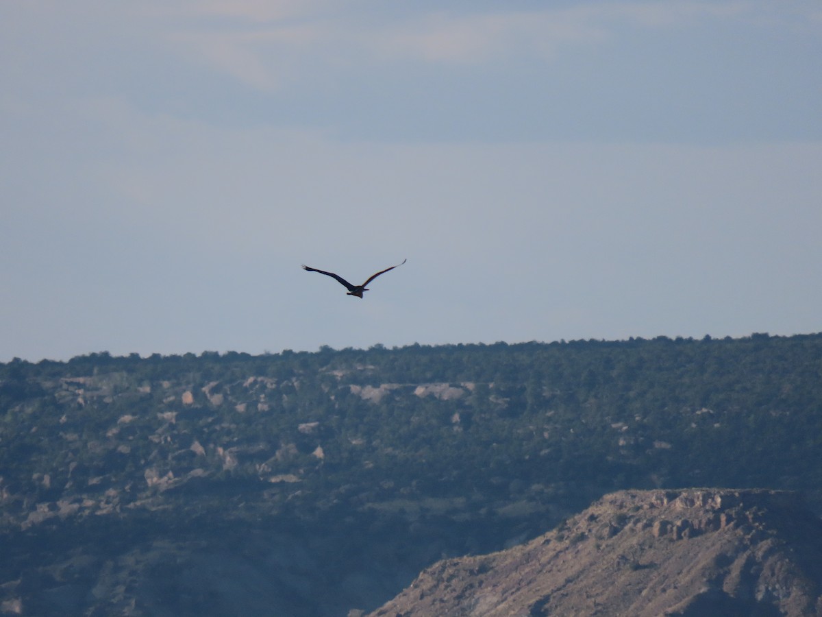 Great Blue Heron - ML249246951