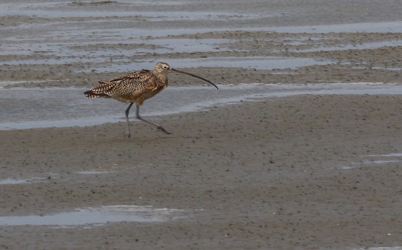 Long-billed Curlew - ML24924951