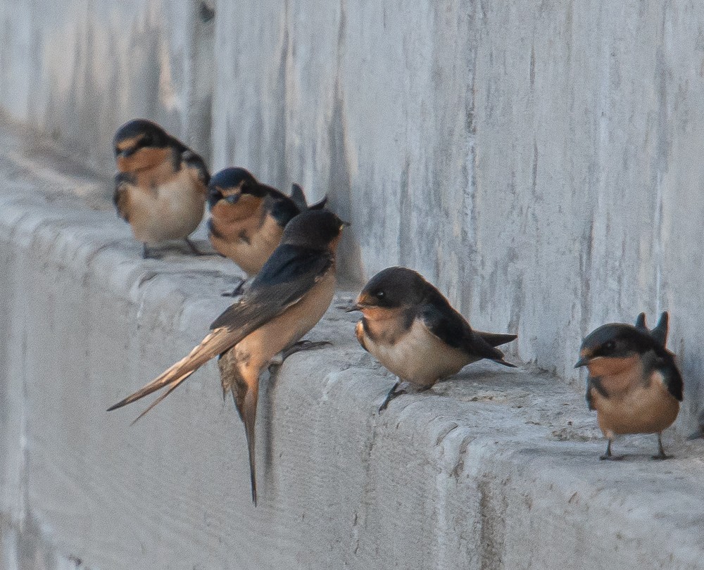 Barn Swallow - ML249250331