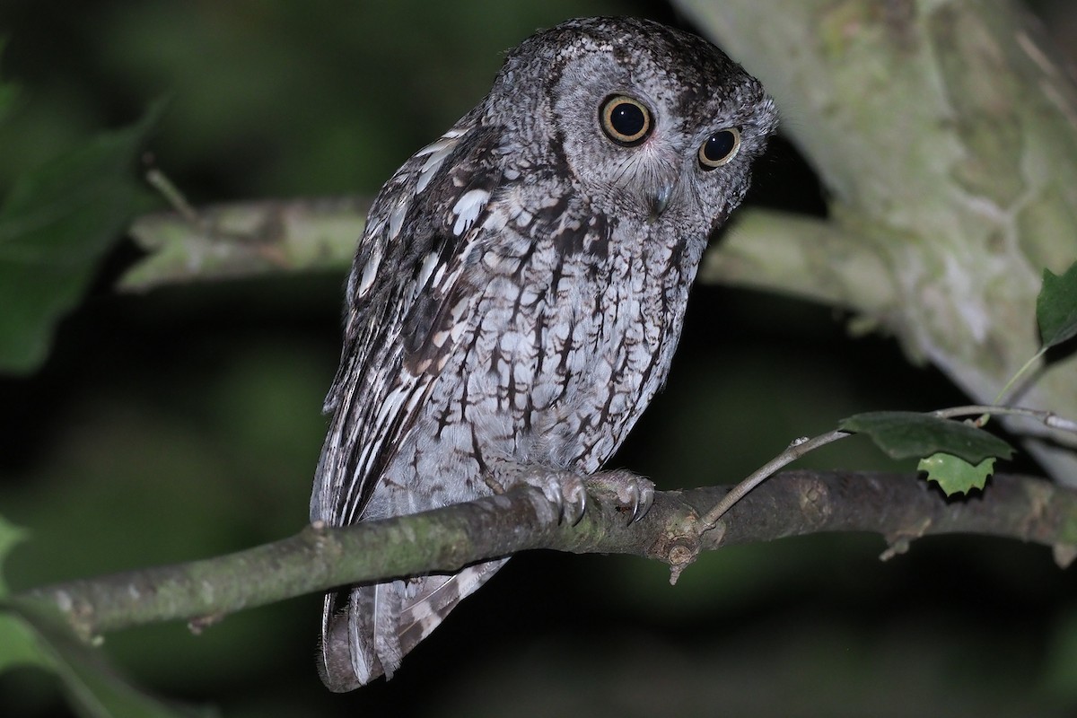 Eastern Screech-Owl - dean anderson