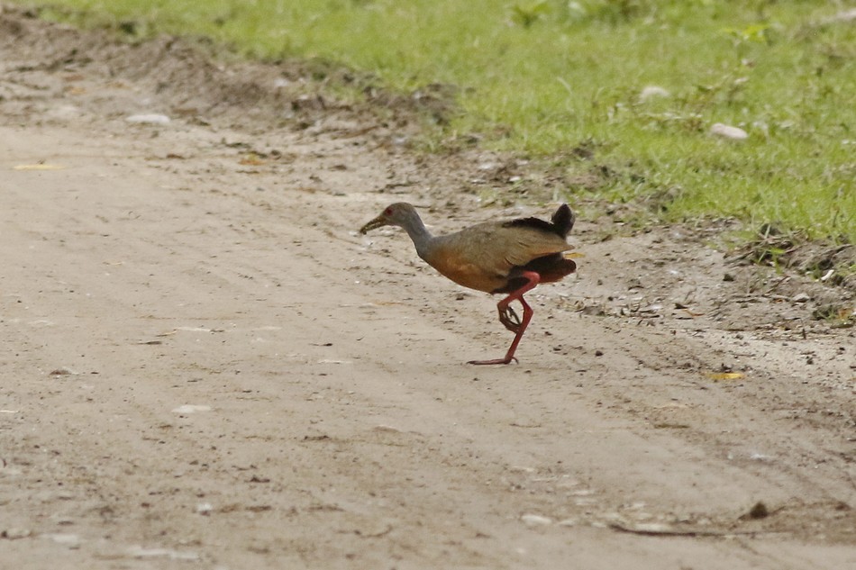 Gray-cowled Wood-Rail - ML249250871