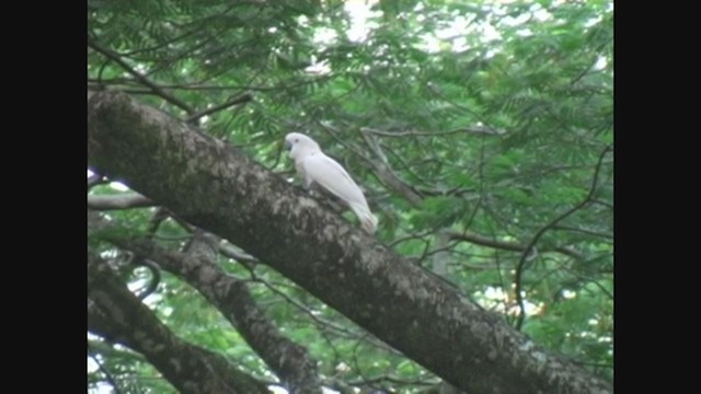 Cacatúa Moluqueña - ML249252161