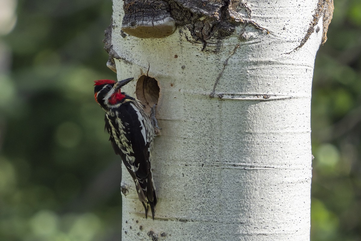 Red-naped Sapsucker - Joshua Covill