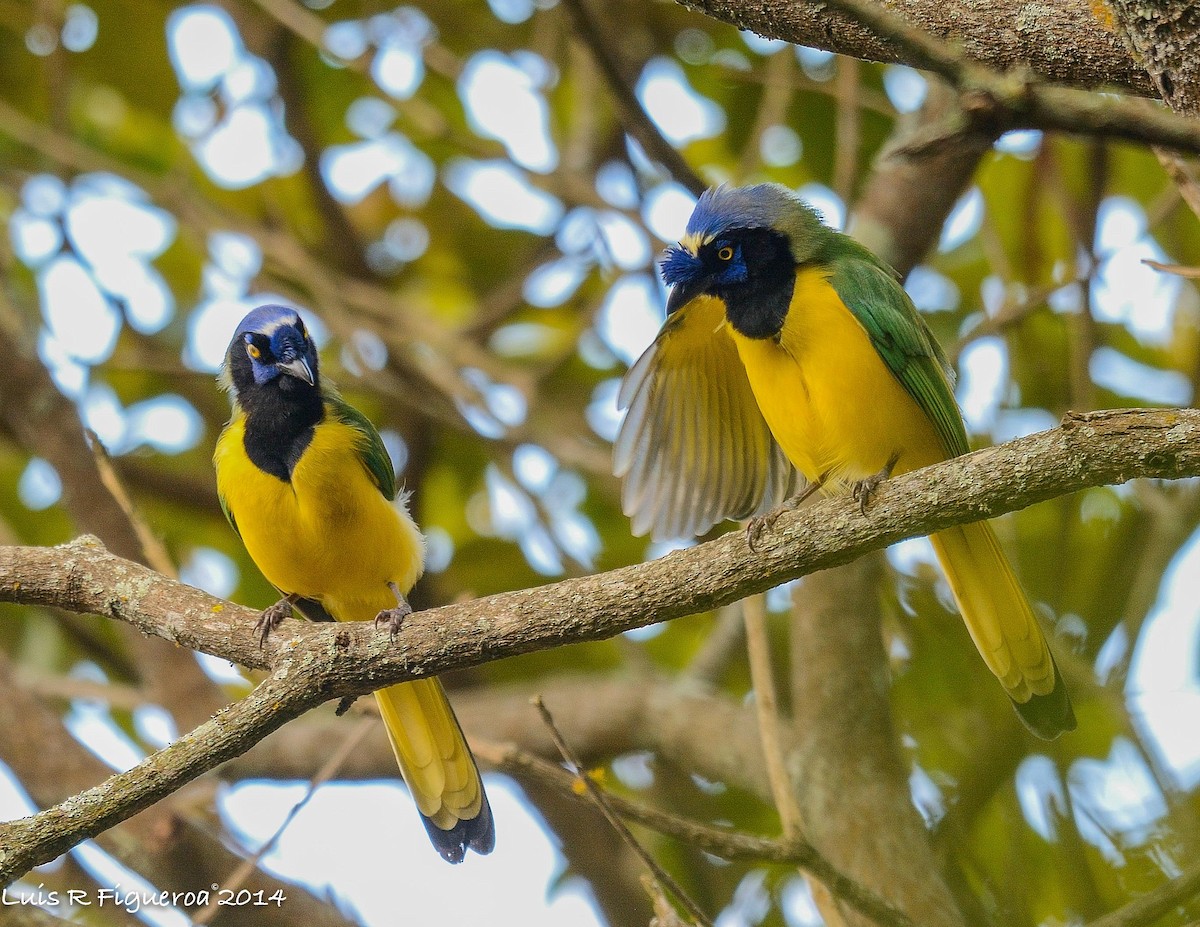 Green Jay - ML249259771