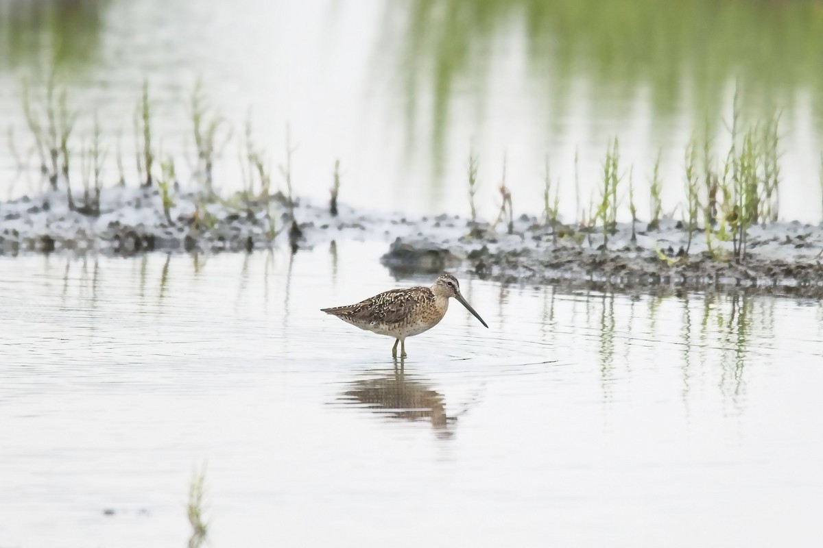 Short-billed Dowitcher - ML249261731