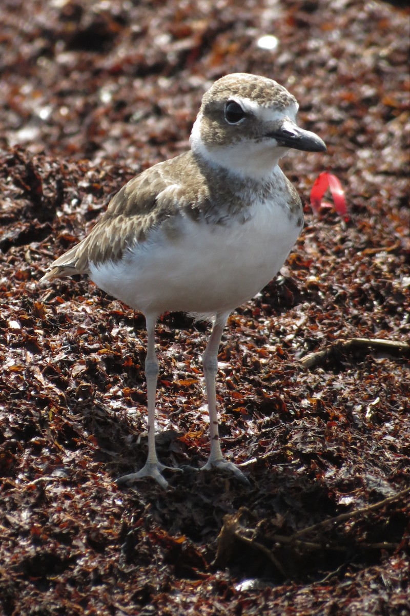 Wilson's Plover - Steven Kaplan