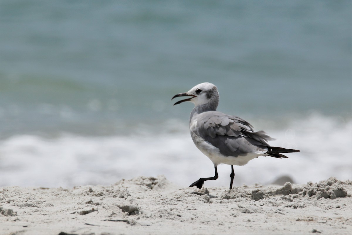 Laughing Gull - Mary Erickson