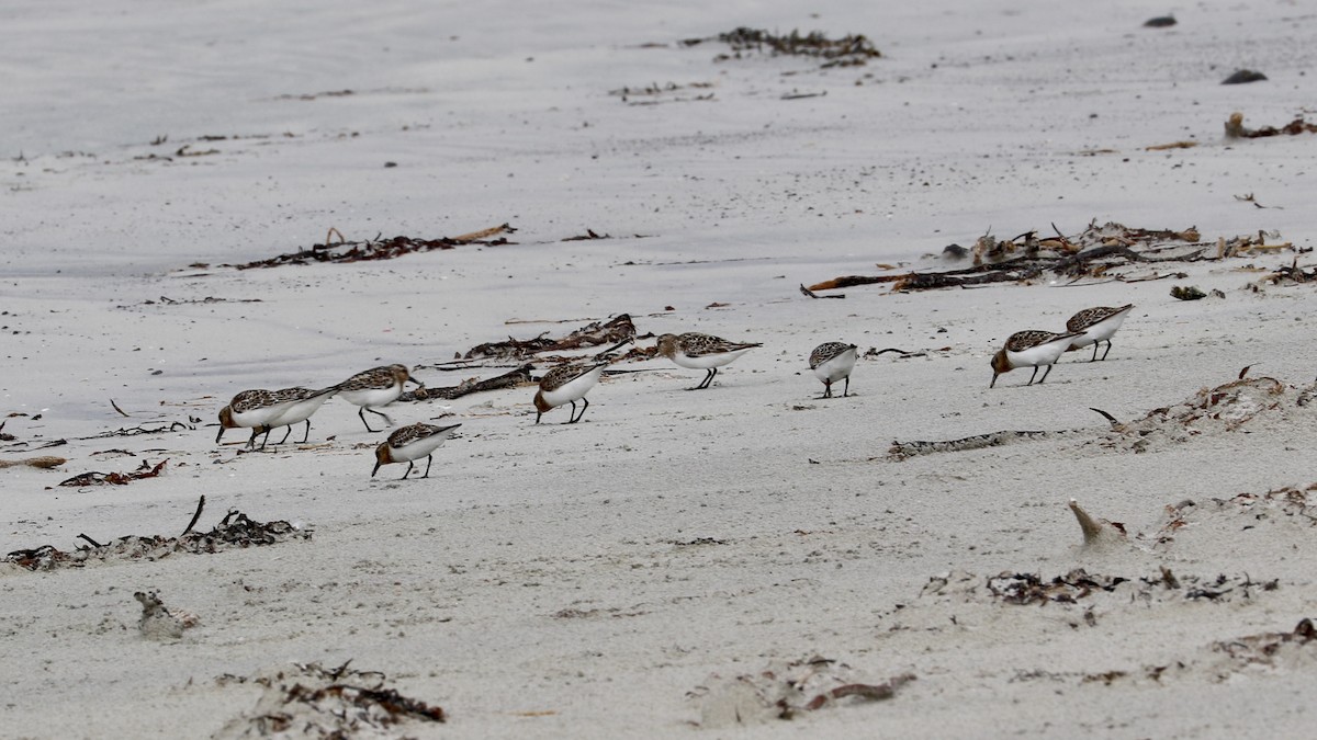 Sanderling - ML249264331