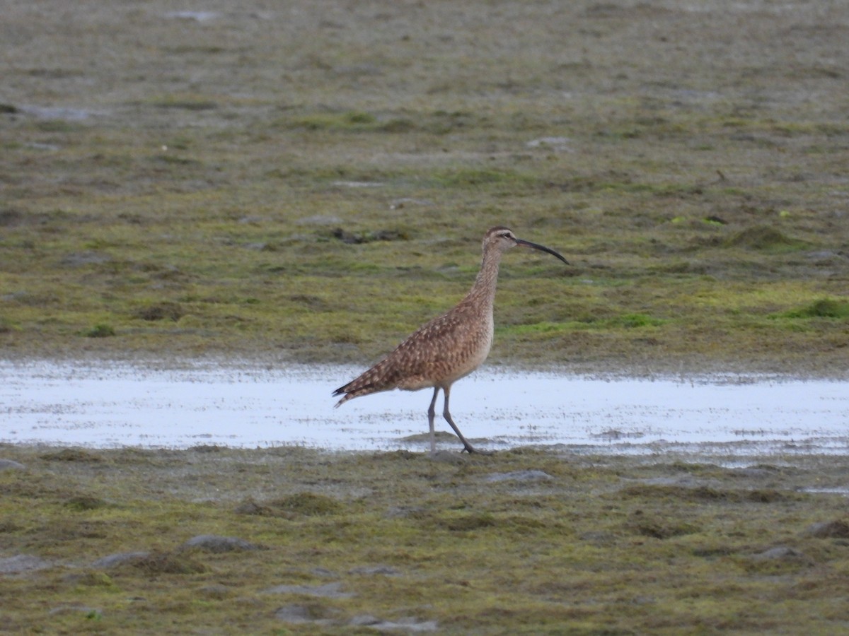 Whimbrel (Hudsonian) - Nick Mrvelj