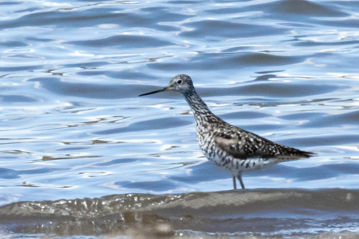 plystresnipe - ML249267381