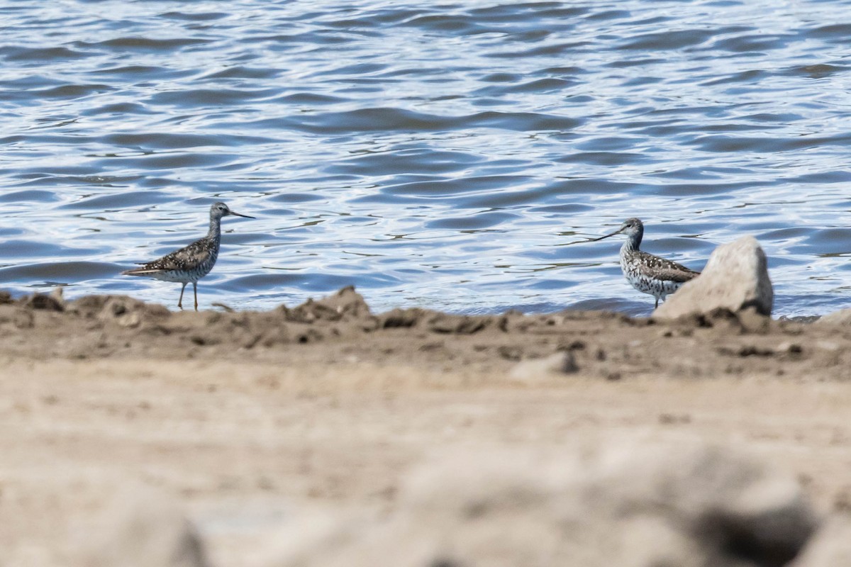 plystresnipe - ML249267401