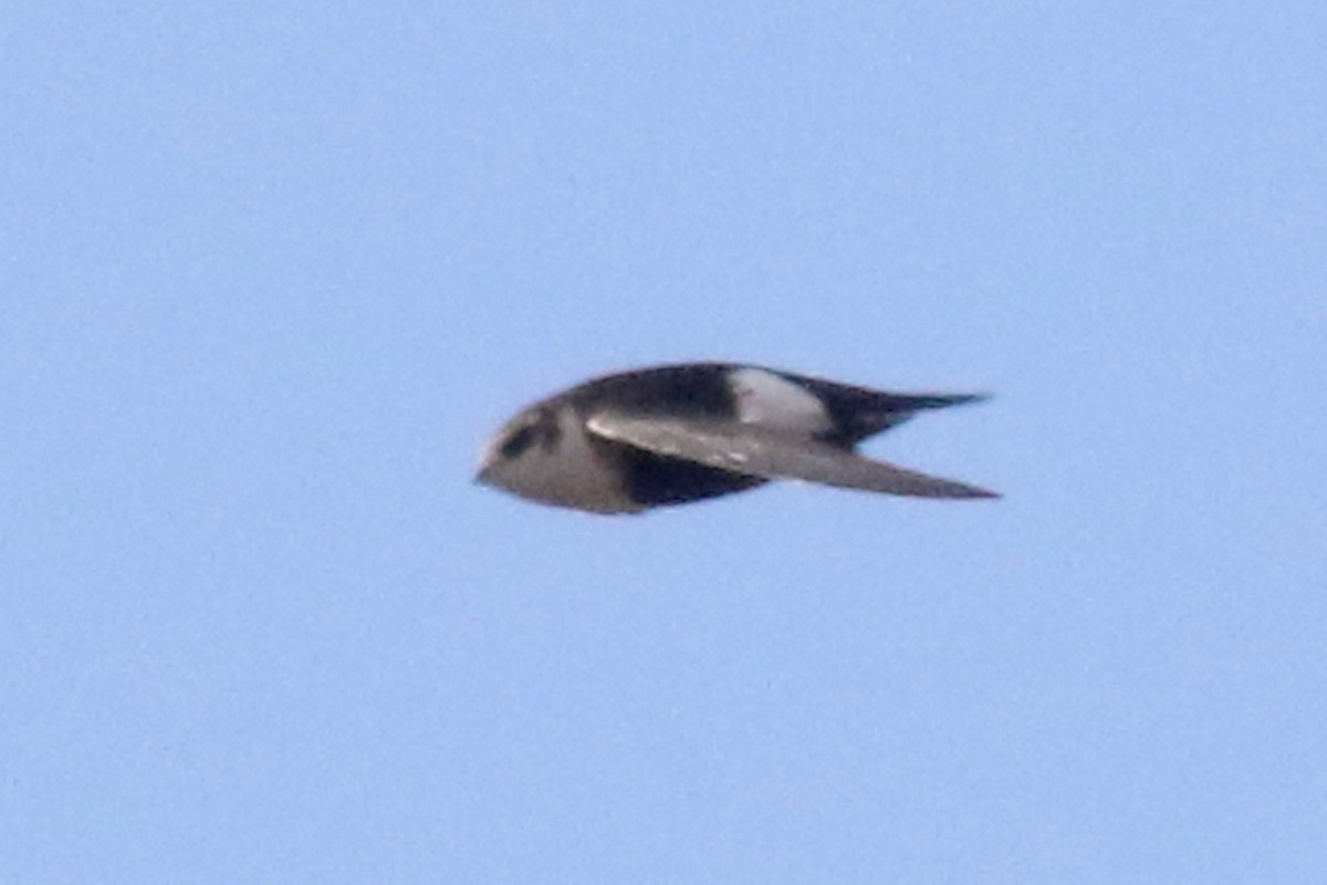 White-throated Swift - Noah Strycker