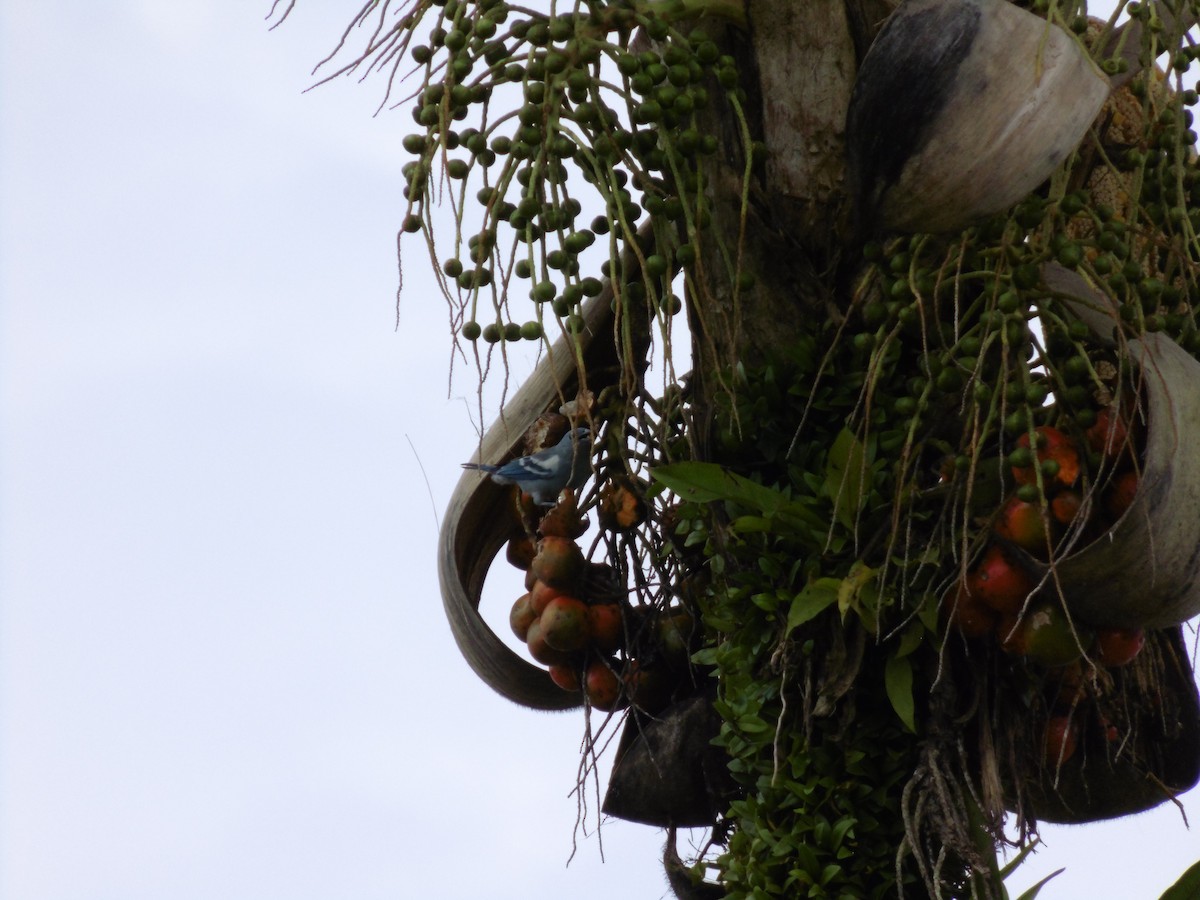 Blue-gray Tanager - ML249268051