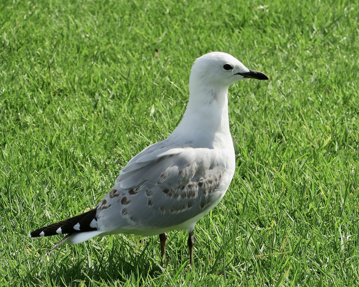 Gaviota Plateada - ML249269751