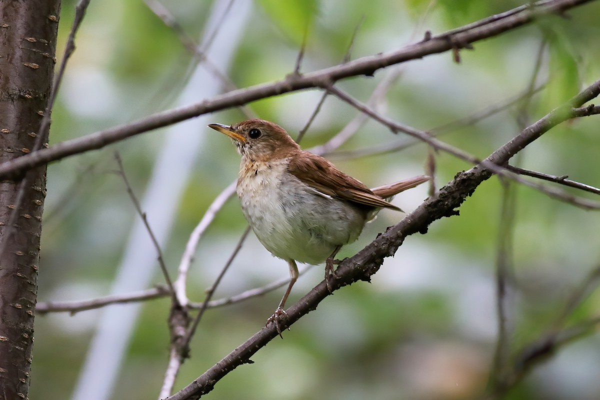 Veery - ML249270941