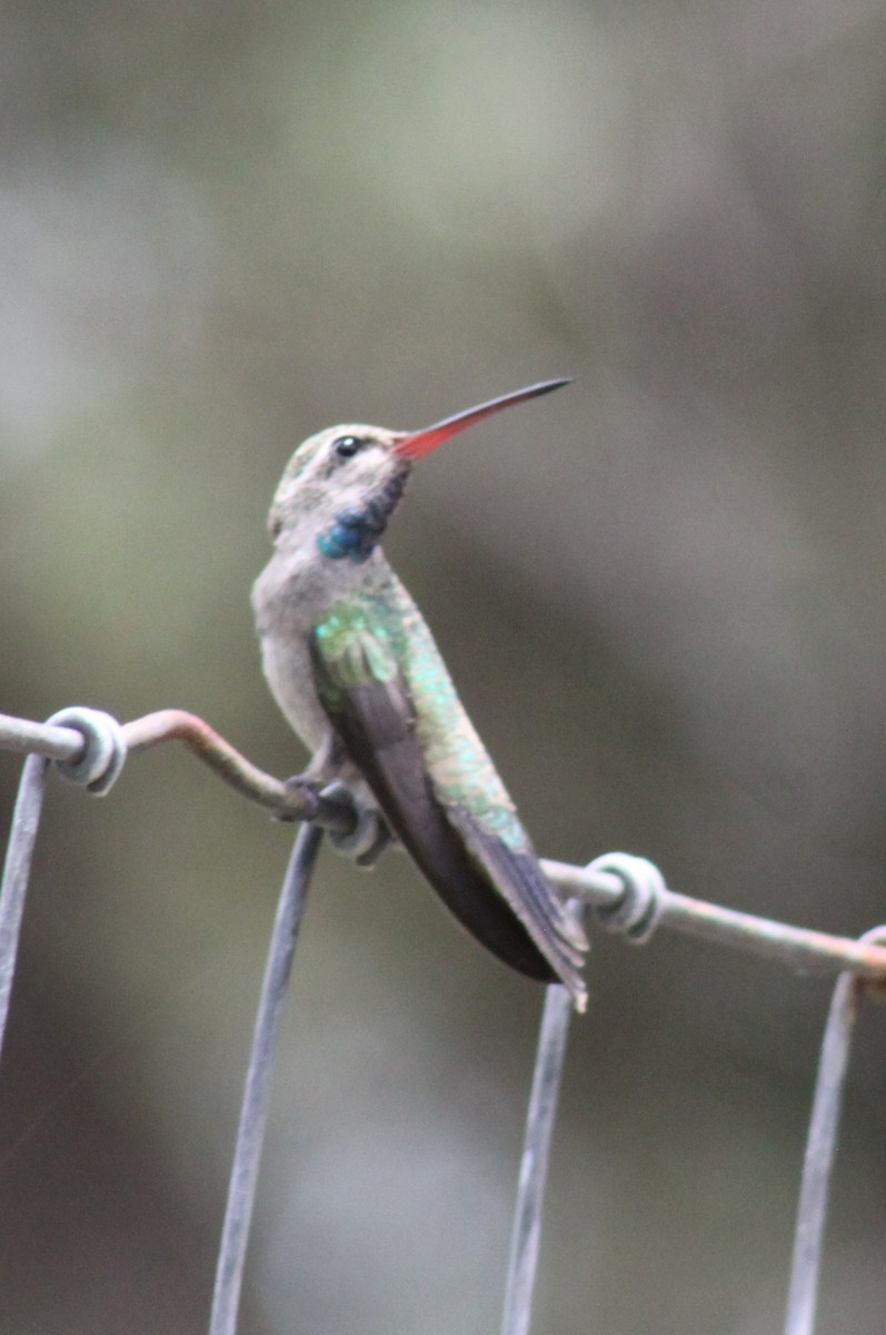 Broad-billed Hummingbird - ML249272121