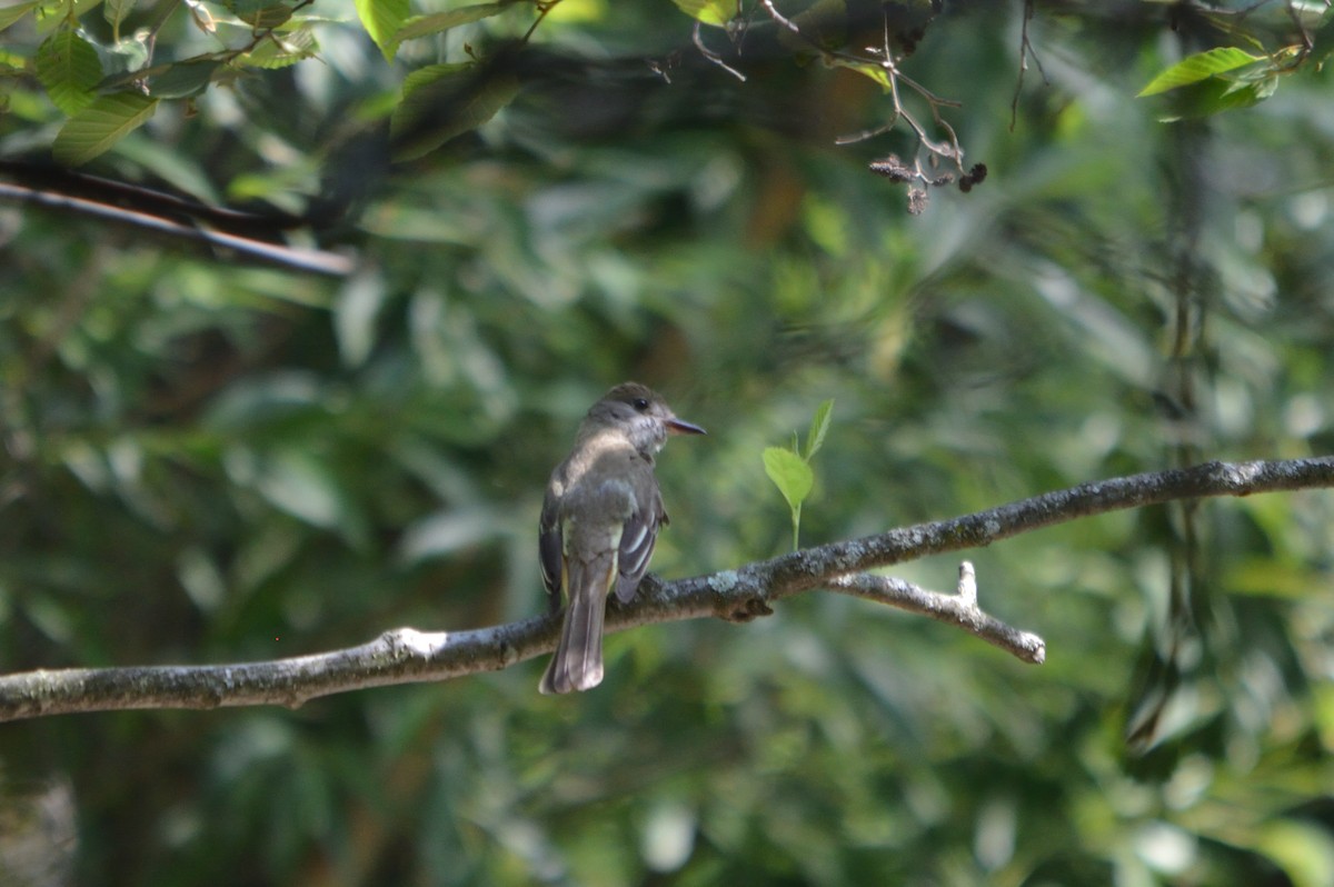Great Crested Flycatcher - ML249274071