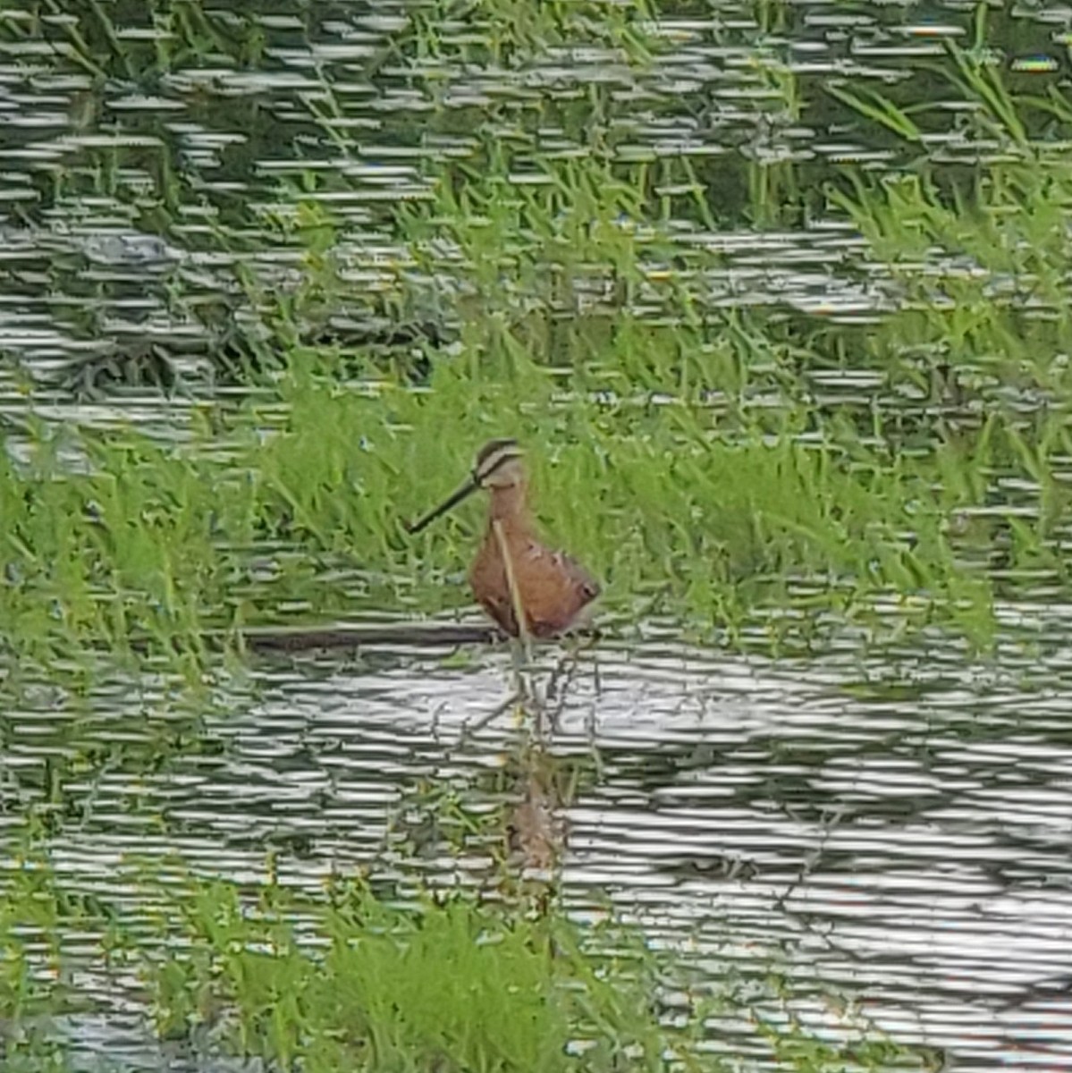 Short-billed Dowitcher (hendersoni) - ML249274171