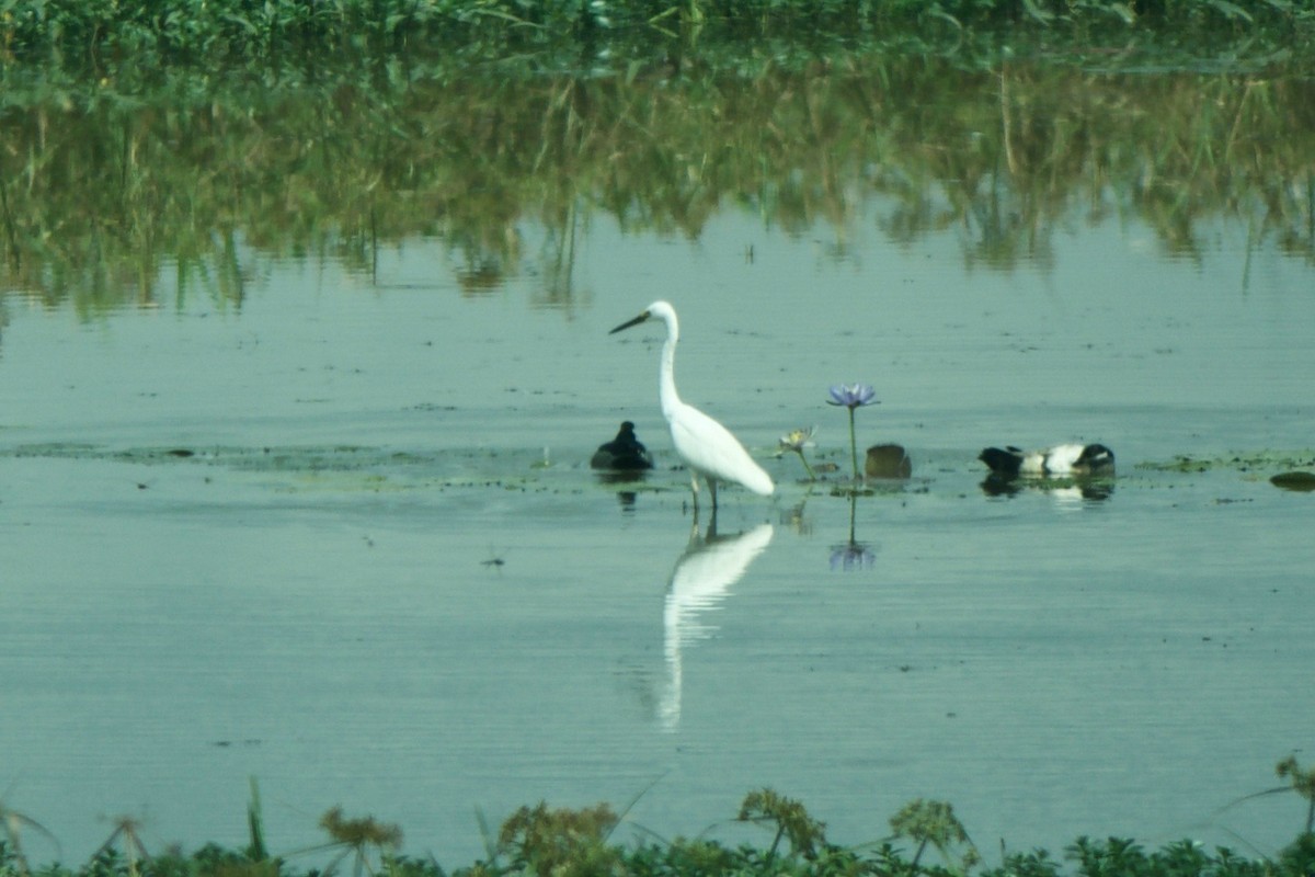 Little Egret - Cory Gregory