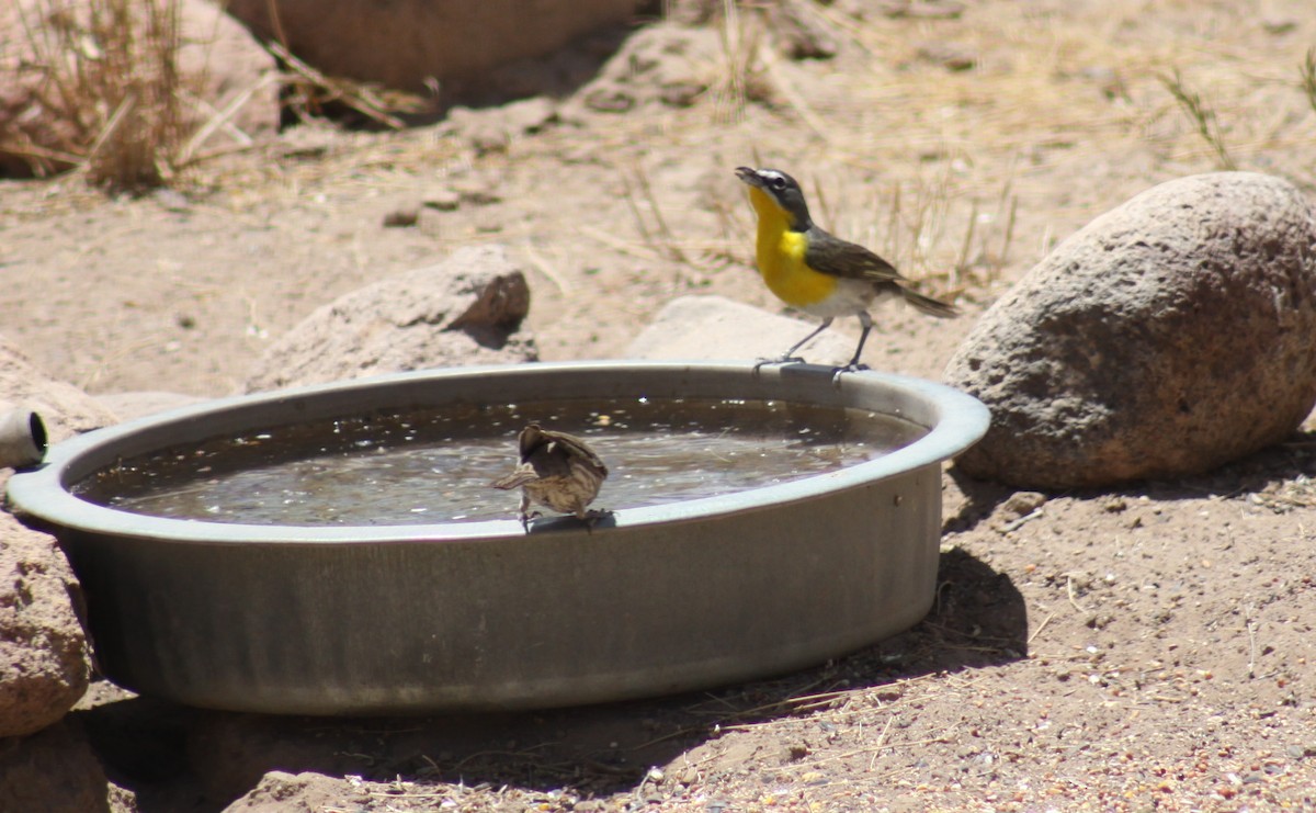 Yellow-breasted Chat - ML249276361