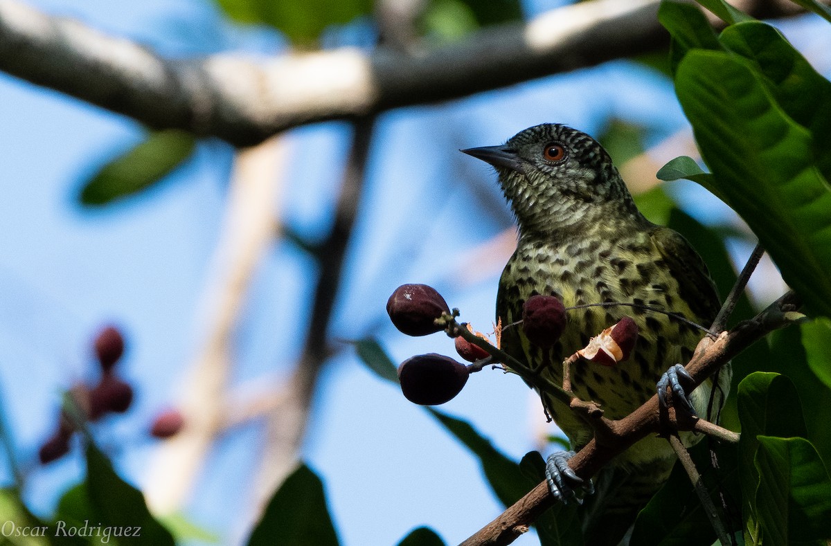 Sharpbill - Oscar  Rodriguez CON-Paraguay Birding & Nature