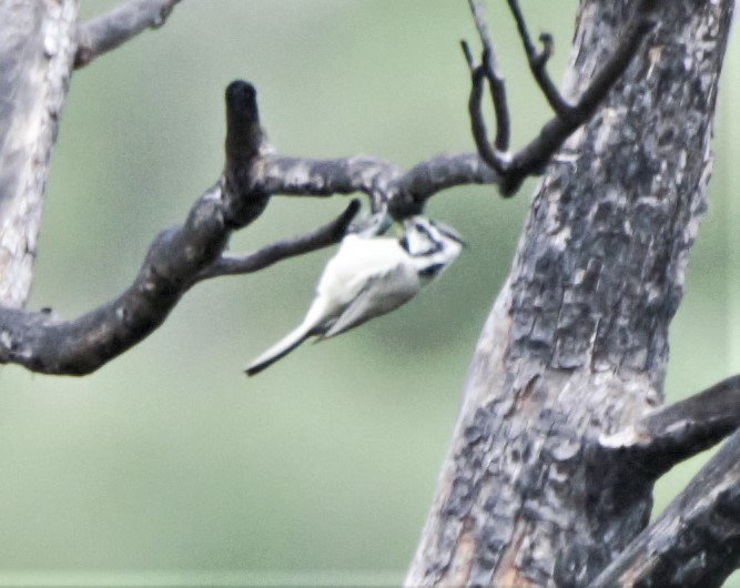 Bridled Titmouse - ML249277111