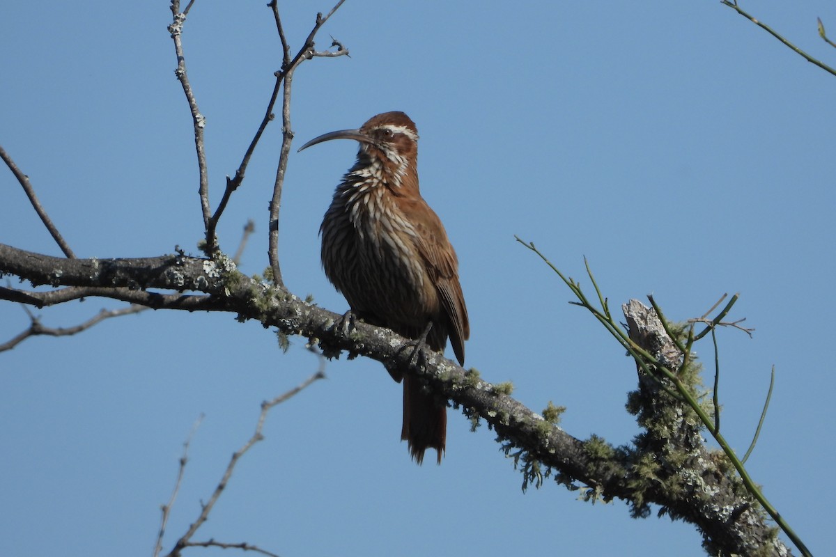 Scimitar-billed Woodcreeper - ML249278111