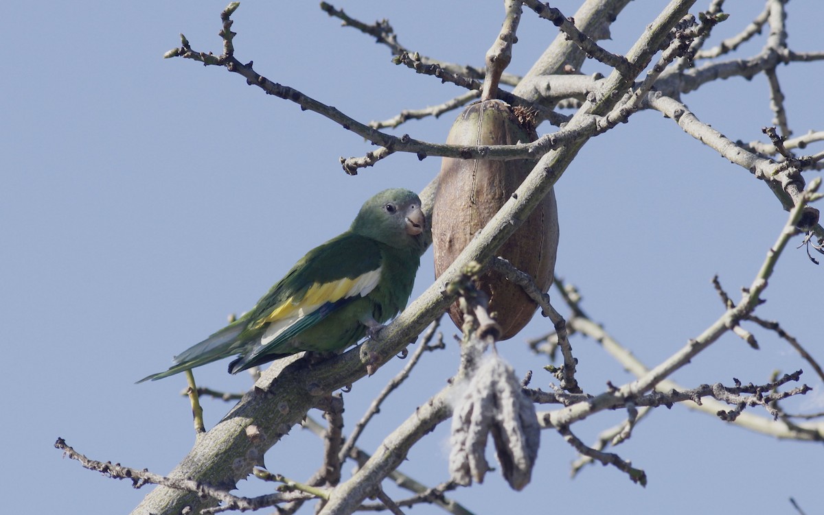 White-winged Parakeet - ML24927891