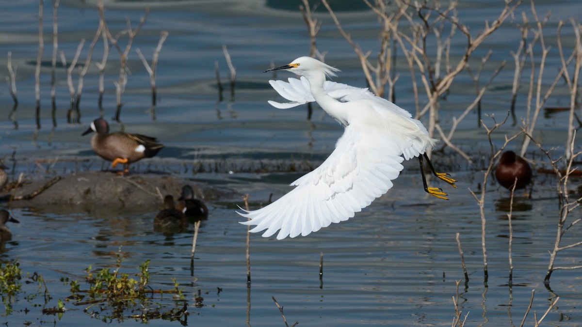 Snowy Egret - ML249279001