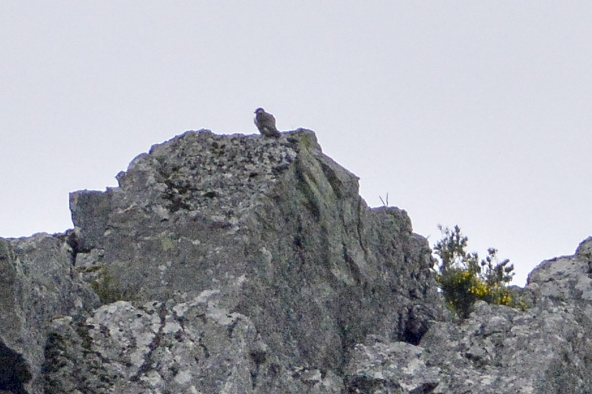 Peregrine Falcon - ML249280711