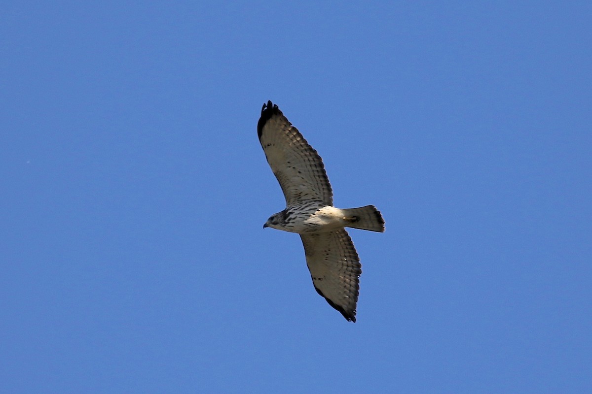 Broad-winged Hawk - Alison Hiers